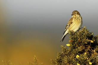 Linnet