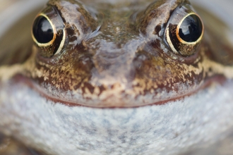 Common frog looking at the camera looking like it's smiling