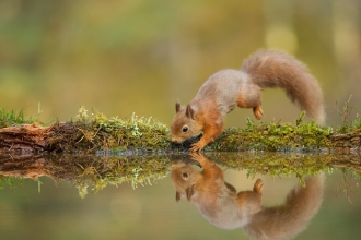 Red Squirrel