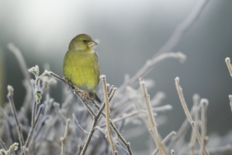 Greenfinch
