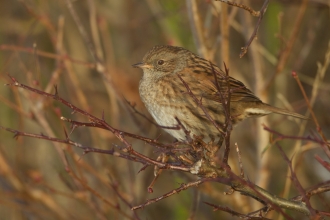 Dunnock