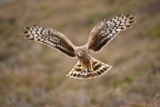 Hen Harrier