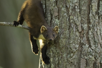 A young pine marten hanging over a tiny branch of a pine tree, facing the camera with their rear end higher than their head and their front paws hanging downwards.
