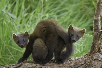 Two young pine martens playing on a fallen log, one is sitting with the other stretched over its back! They are both looking in the direction of the camera.