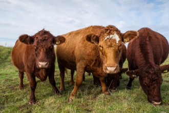 3 cows grazing or looking at the camera