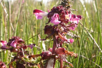 Lousewort