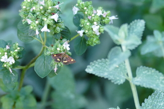 Mint moth on wild marjoram