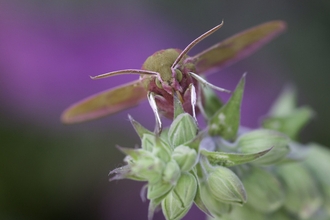 Elephant hawkmoth, close-up on foxglove