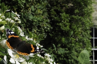 Red admiral butterfly in garden