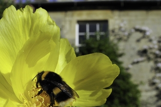 bumblebee feeding on Yellow tree peony flower 