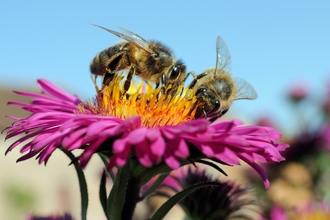 Bees on flower