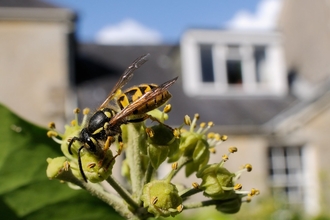 Wasp on Ivy in front of house