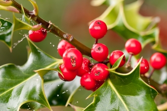 Holly berries