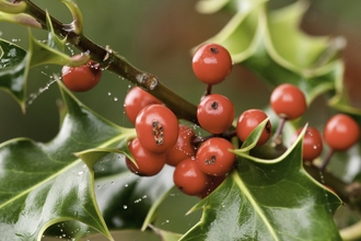 Holly berries and leaves
