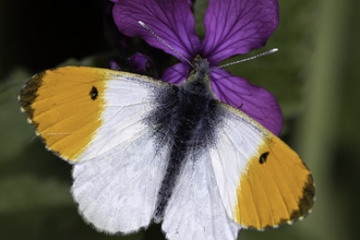 A male orange-tip butterfly resting on purple flowers, with wings open.
