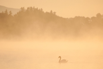 Swan