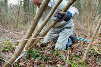 Coppicing