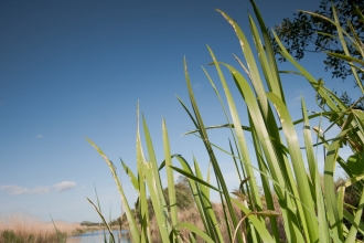 reeds on somerset levels