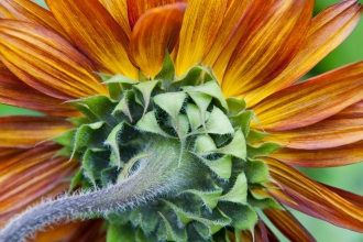 Detailed close-up of orange flower