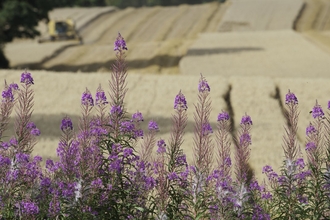 Oat Harvest