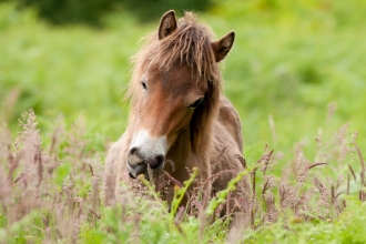 Exmoor Pony grazing at Street Heath, Somerset
