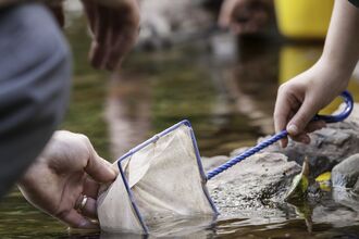Close up child's net fishing in a rock pool