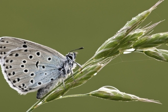 Large blue buttery sat on a ear of wheat