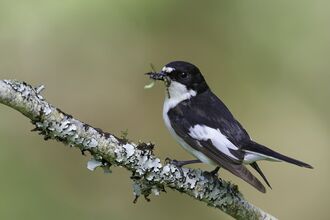 A pied flycatcher resting on a lichen covered branch, its beak full of insects.