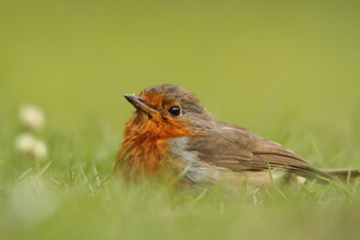 Robin on the floor