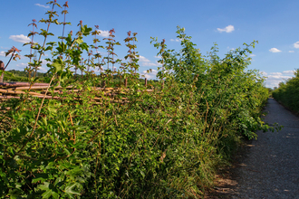 Hedgerow