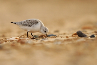 Beach Bird