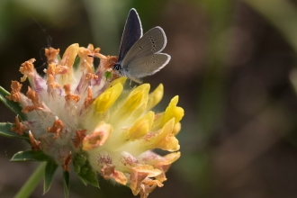 Small Blue Butterfly