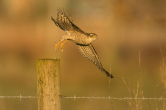Sparrowhawk alighting from fence post