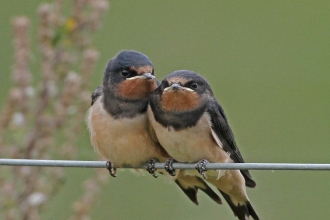 Swallows