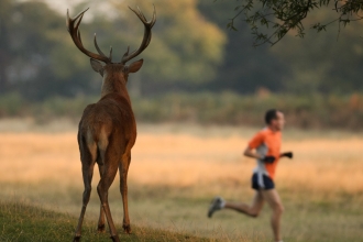 A man jogs nearby a red deer