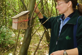 checking dormouse nest box