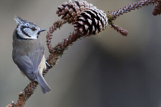 Crested tit with pine cones
