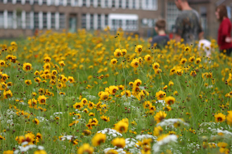 Urban wildlife flowers