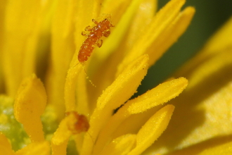 Violet oil beetle triungulins on a dandelion