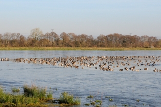 catcott nature reserve