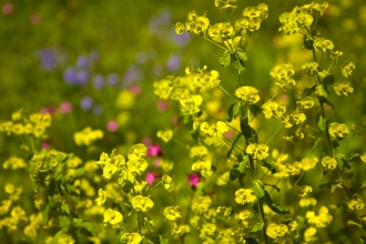 Wood spurge