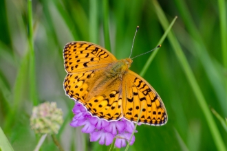 Dark Green Fritillary