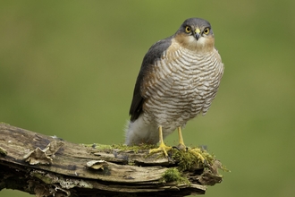 A male sparrowhawk resting on a log.