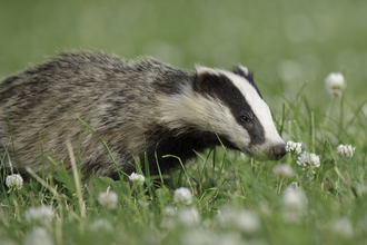 Badger