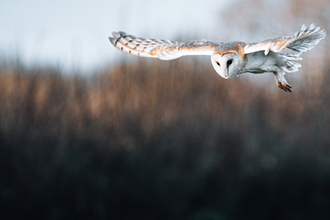 Adult barn owl with wings spread in flight