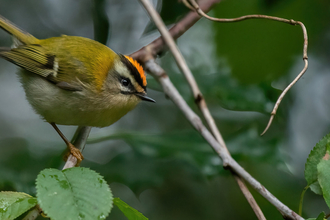 An adult firecrest resting on a twig