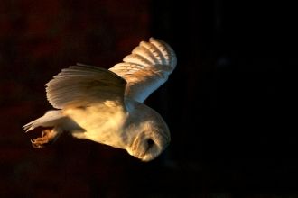 Barn owl flying at night