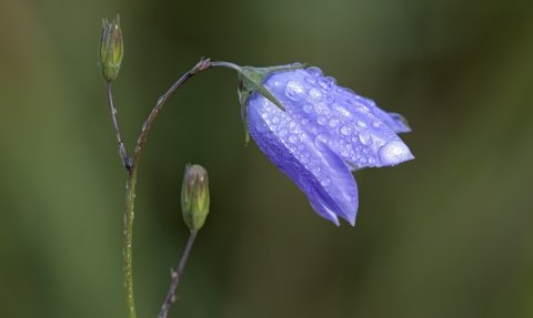 Close-up harebell Heath McDonald