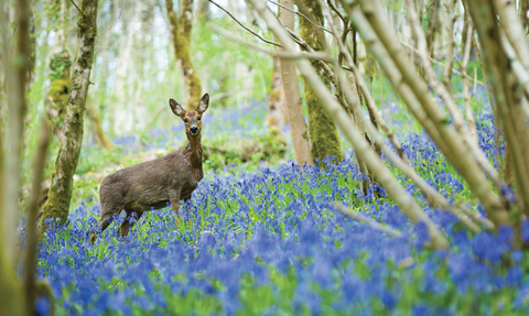 Roe deer at Long Wood among bluebells