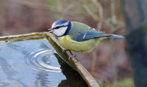 A blue tit perched on the side of a bird bath after taking a drink of water